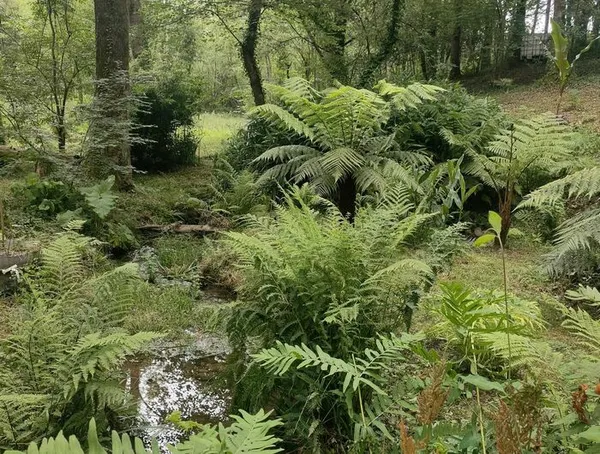 Découverte d'un jardin jungle