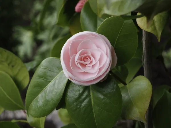 Visite découverte du jardin botanique