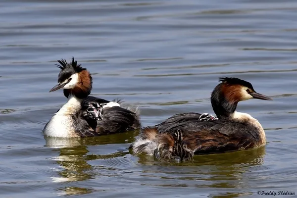 Sous les plumes : parades et naissances au bord de l’eau