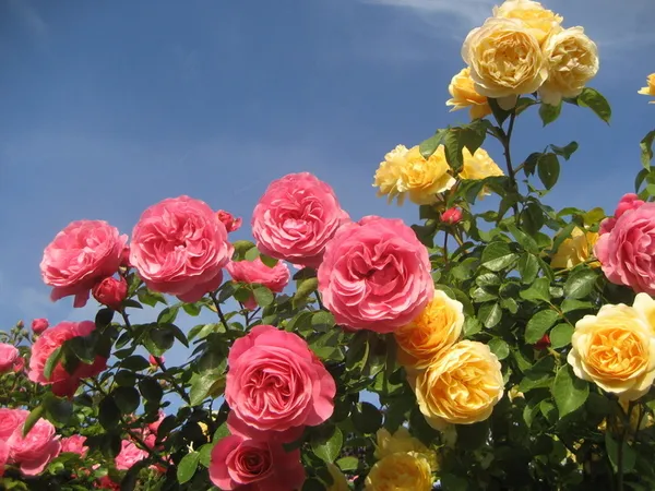 Visite commentée du jardin des mille fleurs