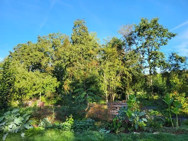 Balade gourmande dans la forêt comestible