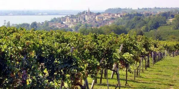 Tous Ô Chais avec l'appellation Côtes de Bourg