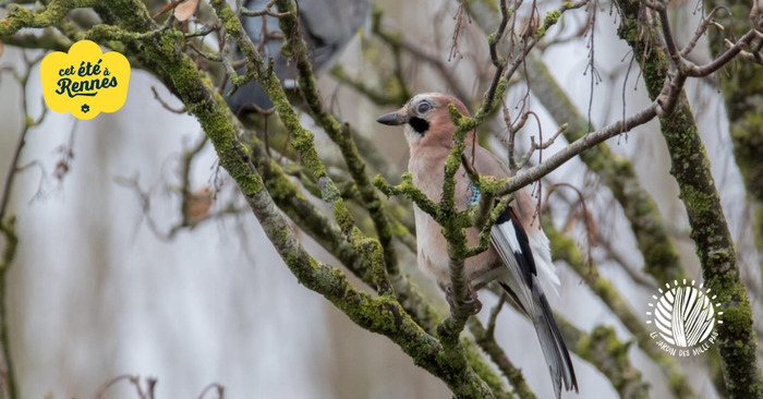 Oiseaux des parcs et jardins