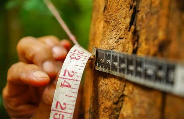 Petit scientifique de l'arbre