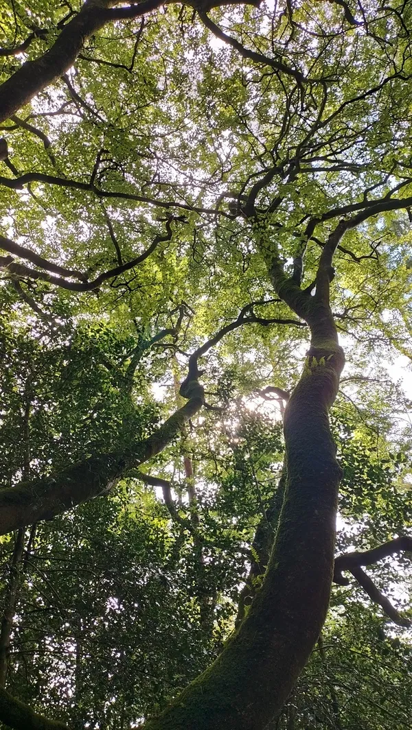 Cabanes et création nature au parc des Gayeulles