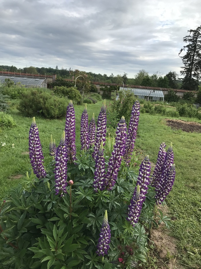 Visite libre découverte du jardin potager