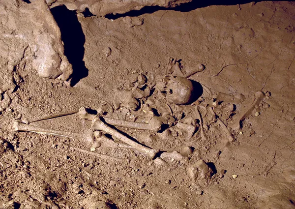 Projection de la visite virtuelle de la grotte de Cussac