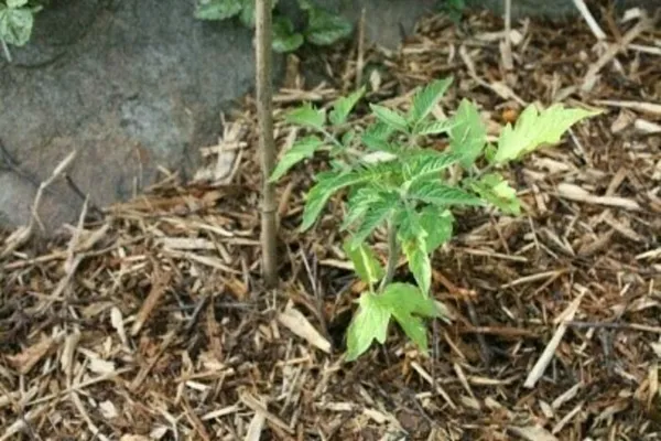 Compostage et gestion des ressources au jardin (3)