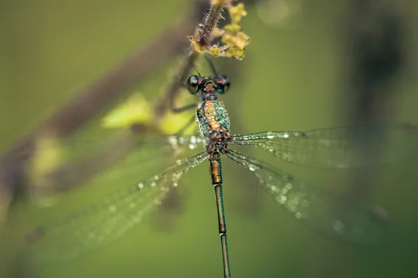 Balade naturaliste : la danse des libellules
