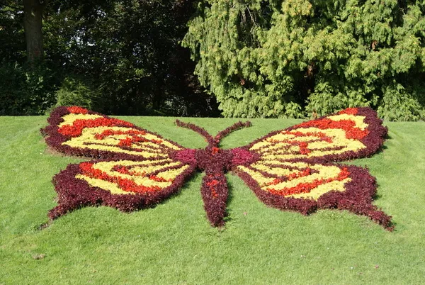 Le papillon de Cambrai