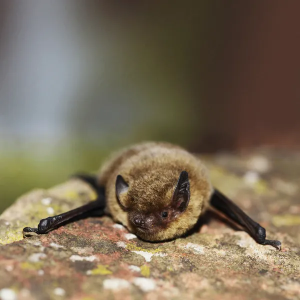 Quand la nuit s’anime : à la découverte des chauves-souris