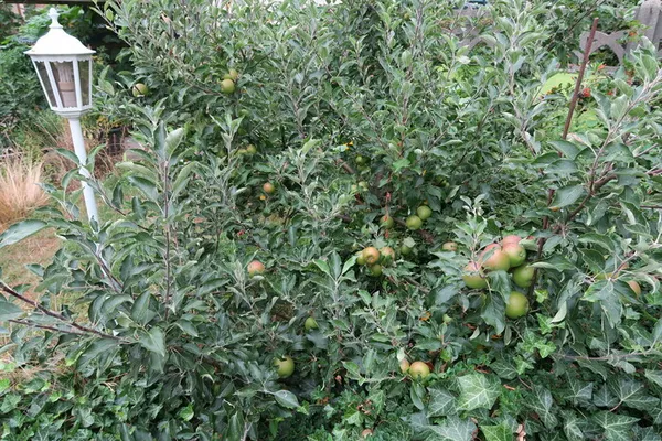 Jardinons ! Atelier "tailler ses fruitiers"