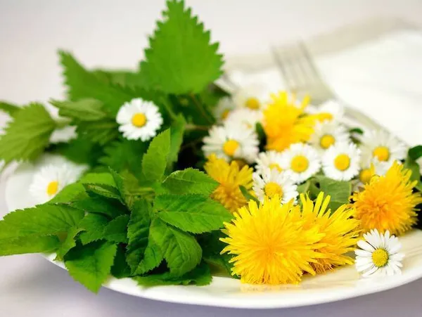 Plantes qui nourrissent et plantes qui soignent