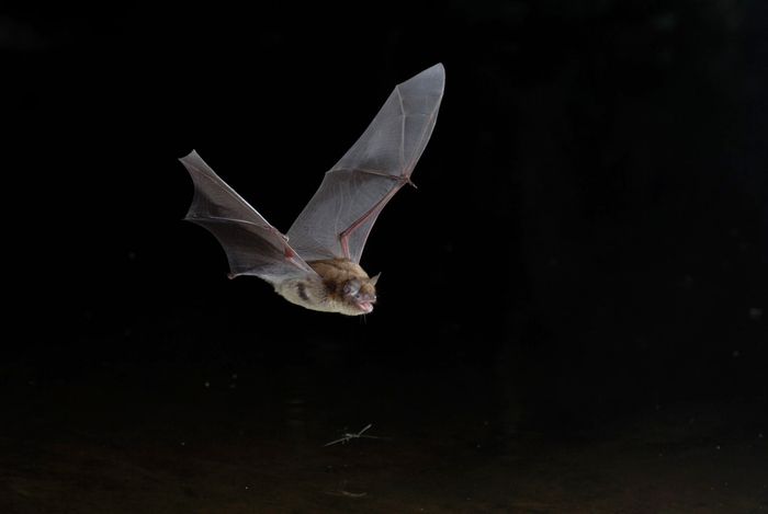 Les chauves-souris à Saumane de Vaucluse