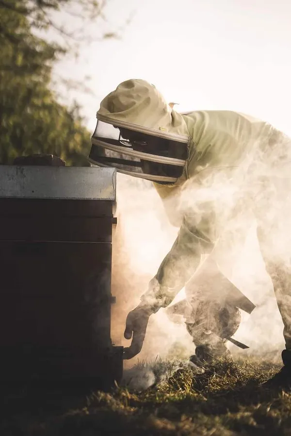 Découverte de l'univers des abeilles et de l'apiculture