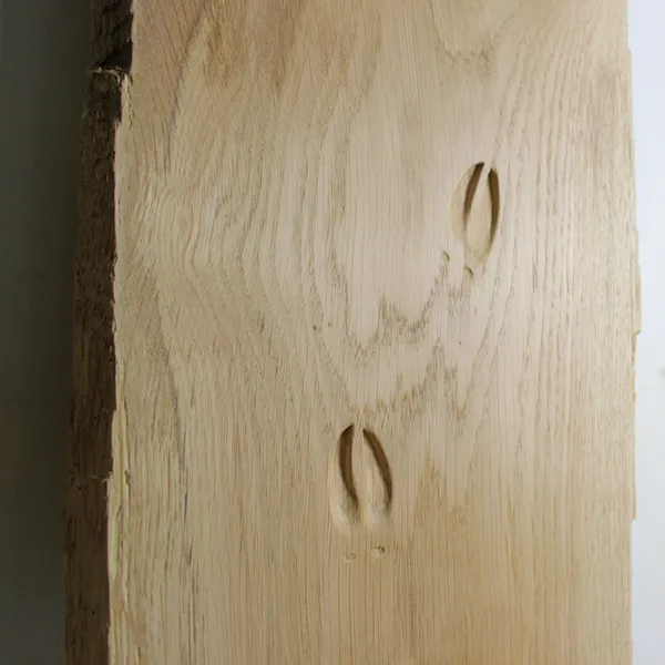Exposition Récits de Forêts Lélia Demoisy