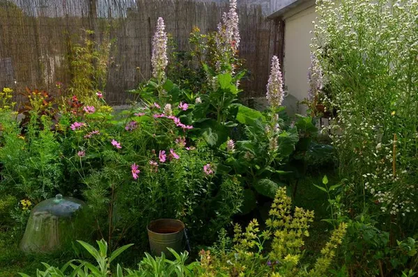 Visite découverte d'un petit jardin de plantes aromatiques, comestibles, médicinales et ornementales.