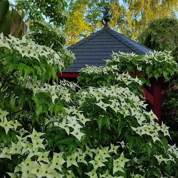 Visite guidée en présence de la propriétaire jardinière
