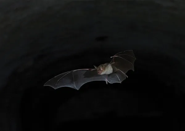 Découverte des chauves-souris