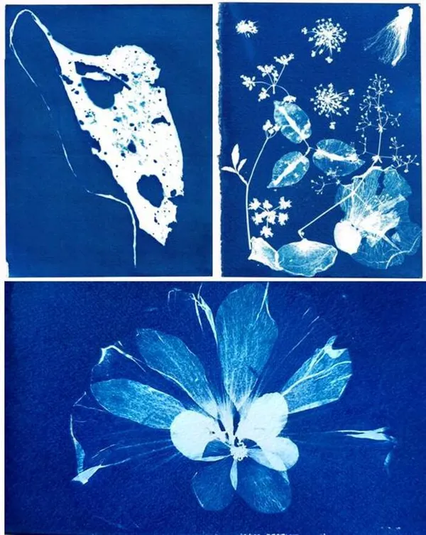 Atelier Cyanotype