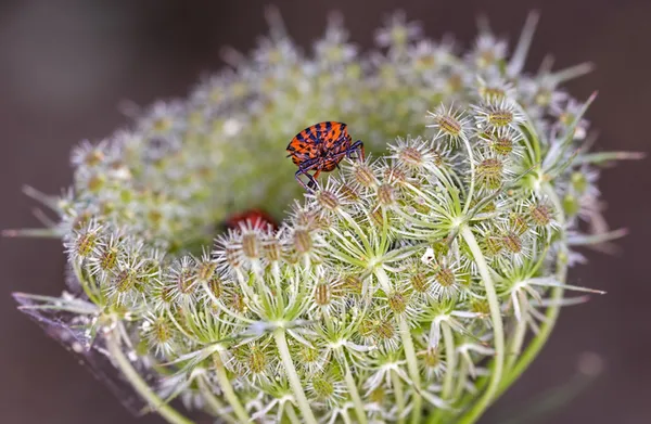 Rencontre avec Élodie Parcou, photographe naturaliste
