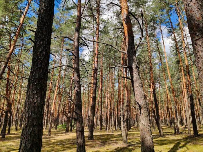 Balade dans les forêts de pins