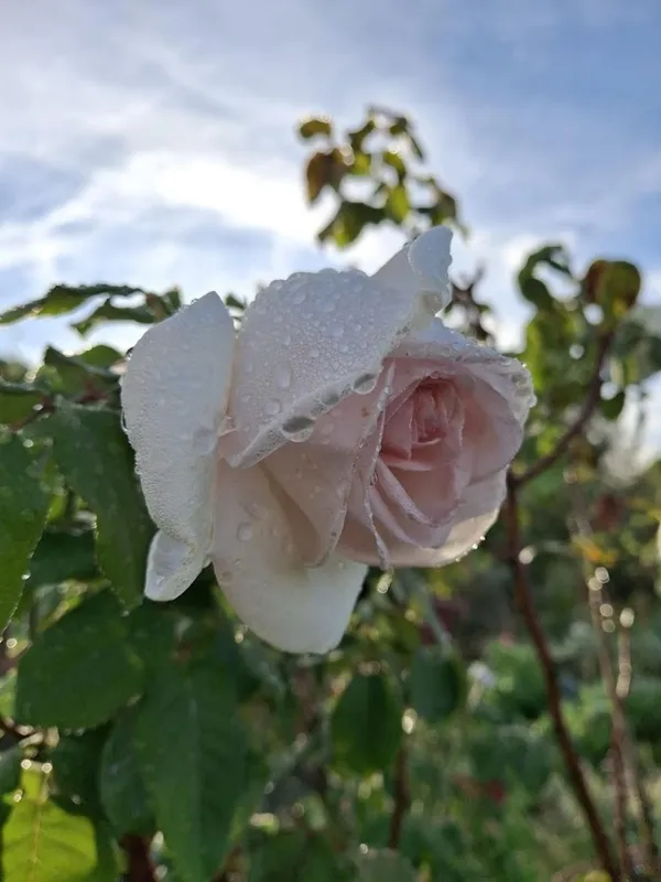 Visite du chef jardinier