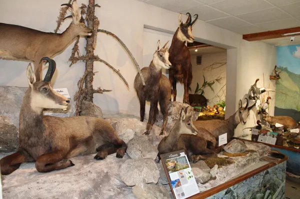 Visite libre ou enquêtes au Musée de la Faune