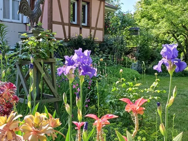 Découverte du jardin "Les Ifs"