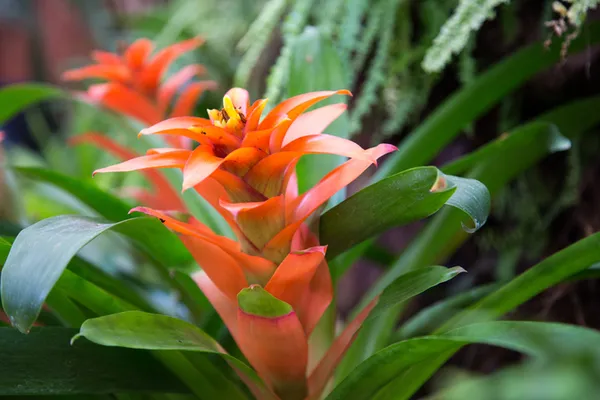 La serre tropicale des Antilles de Jonzac
