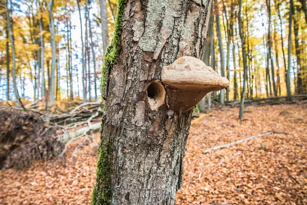 Le bois mort, un monde vivant