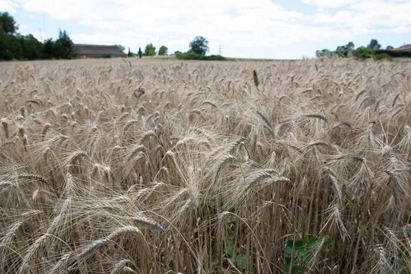 Récolte des céréales anciennes