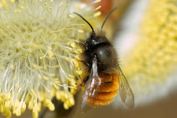 Qui sont les pollinisateurs ?