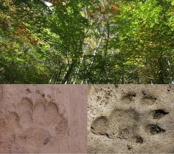 Empreintes et indices : les secrets de la forêt