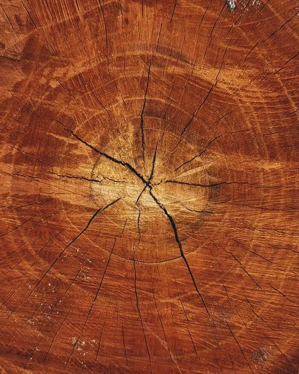 Le bois dans tous ses états