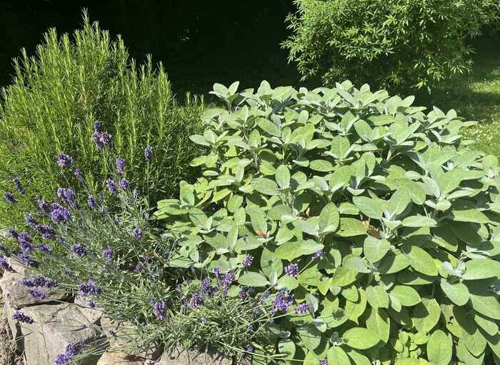 Secrets de plantes médicinales