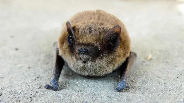 Nuit de la chauve-souris à Ottmarsheim