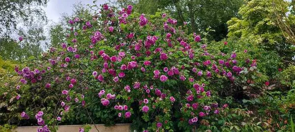 Les roses du jardin de danyland