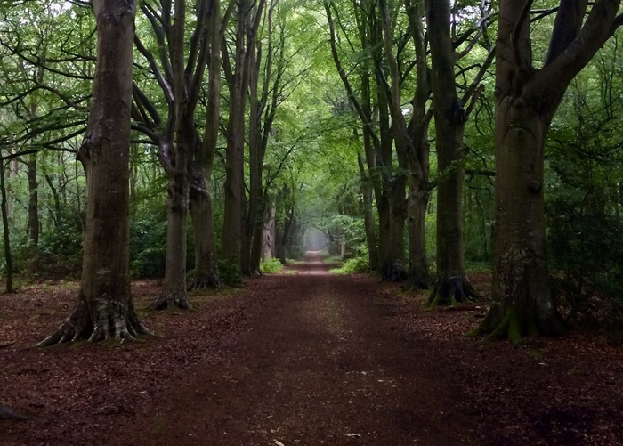 Randonnée crépusculaire au bois du Breuil