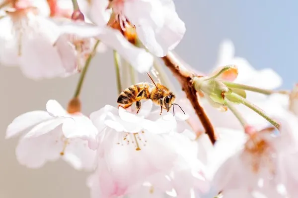 Exposition "Abeilles"