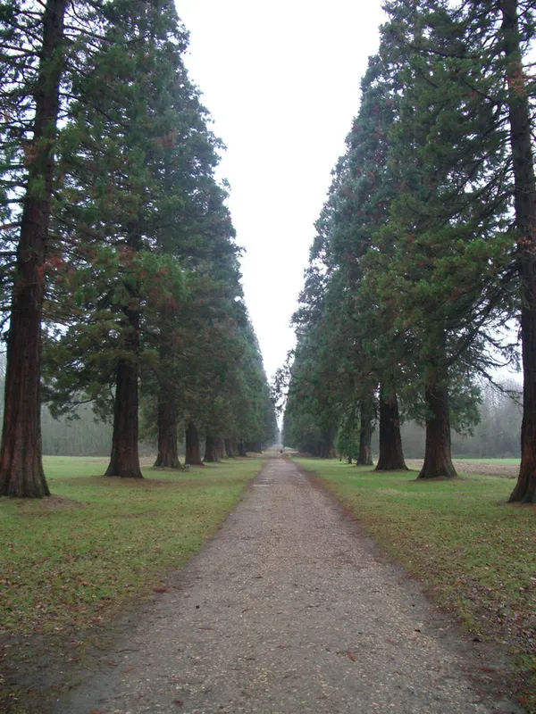 Mythes & légendes des arbres de la forêt