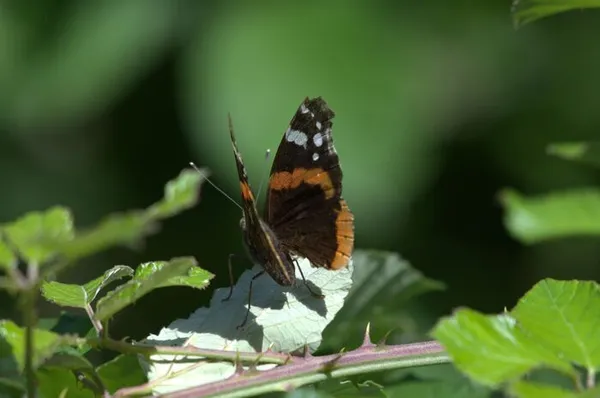 Visite : la nature au cœur d'un ancien jardin d'ornement