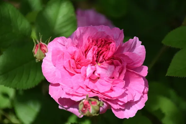 La Rose en toutes lettres