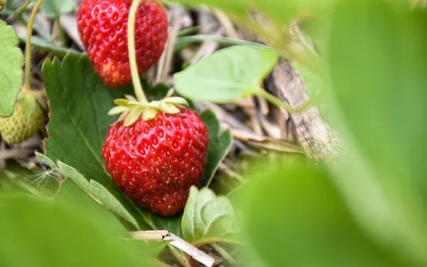 Cueillez des fraises parisiennes chez Fragola !