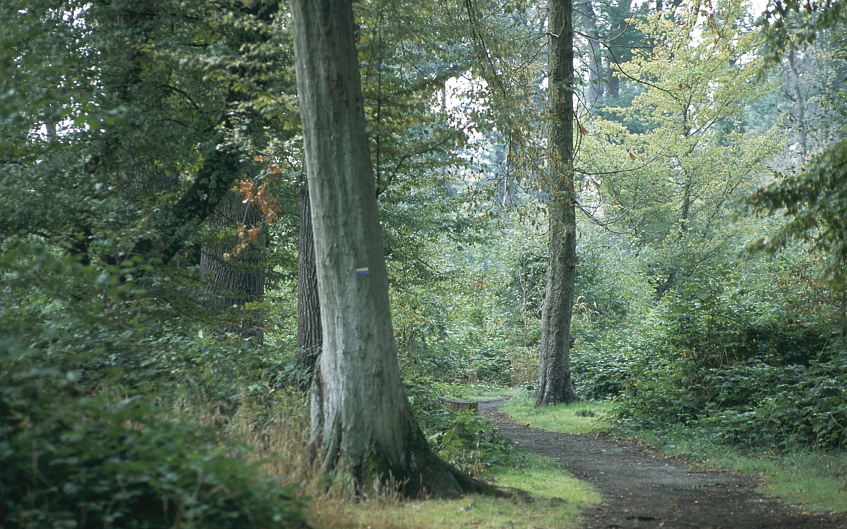 Forêts en scène 2026 : on consulte le programme foisonnant !