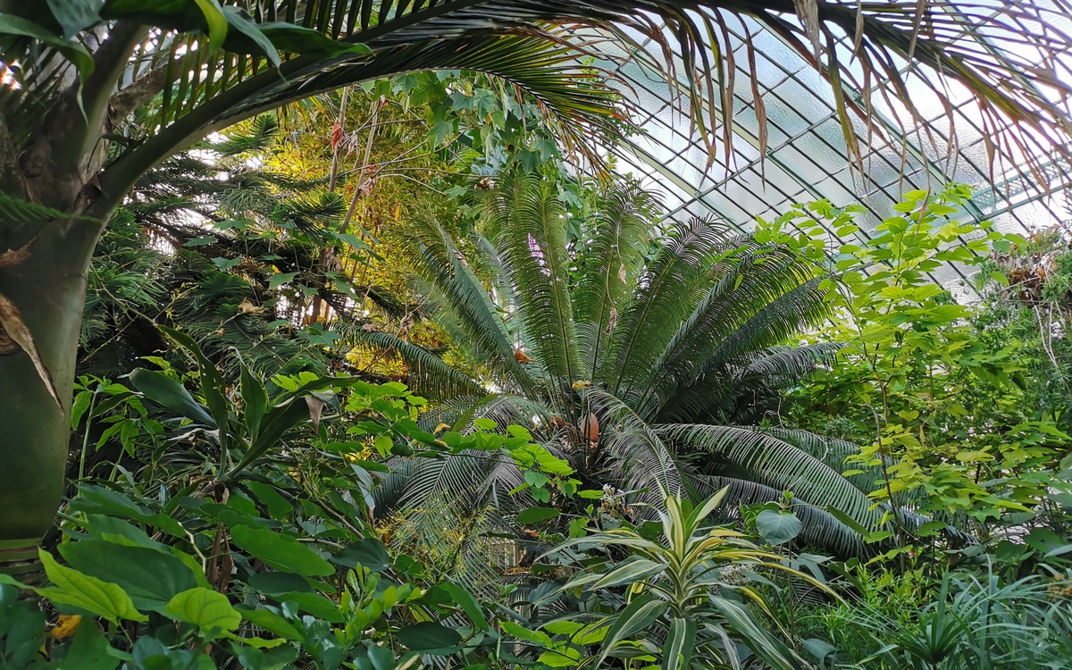 Les serres d'Auteuil aux couleurs de l'automne (16e)
