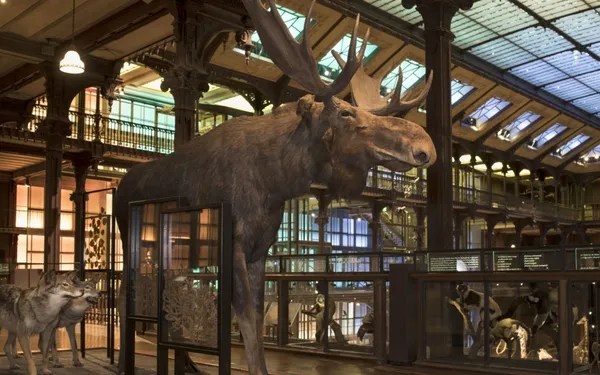 La Nuit européenne des musées à la Grande galerie de l'évolution