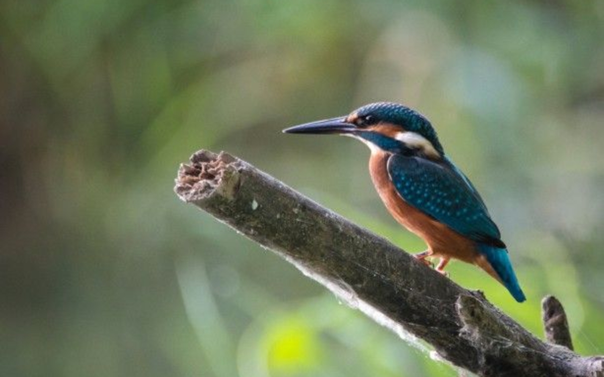Découverte des oiseaux au lac de Créteil