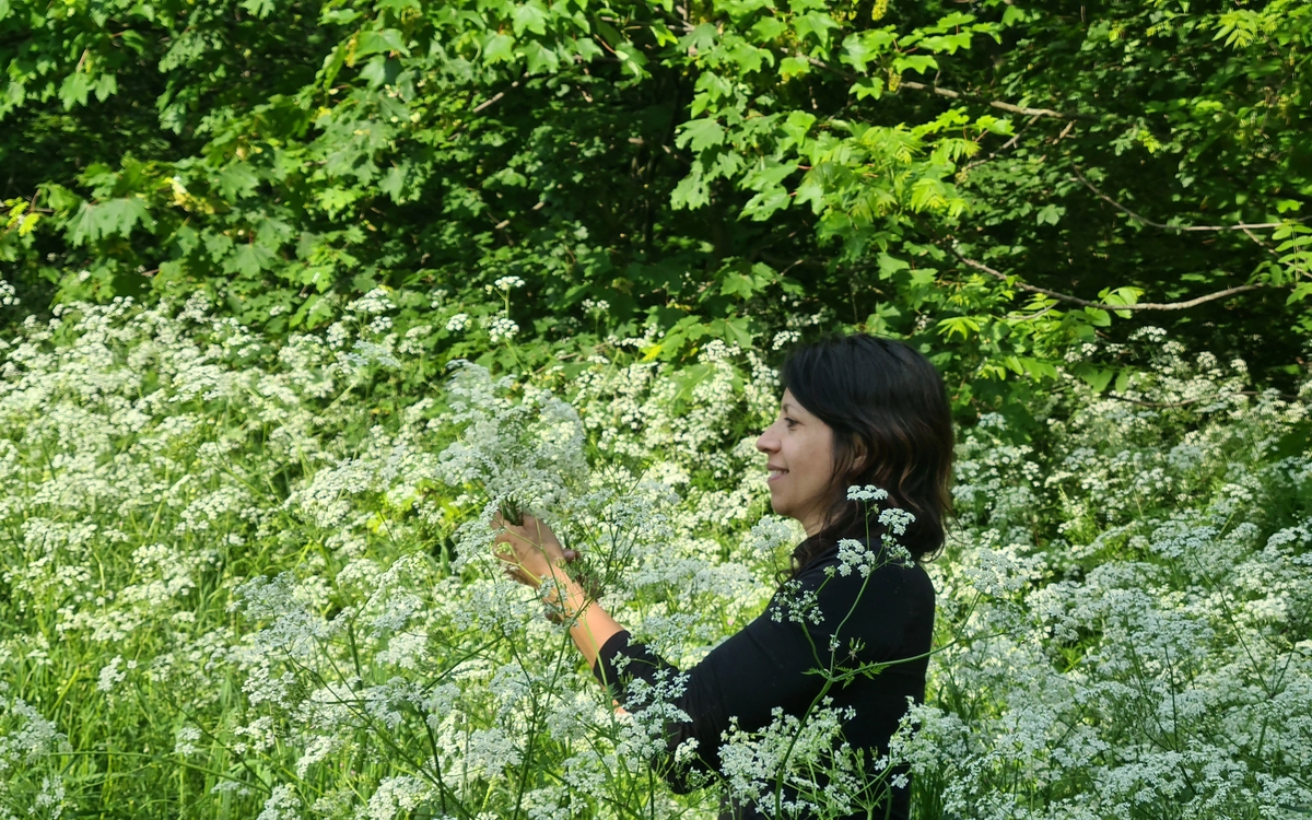 Découvrez les plantes sauvages de la Coulée Verte