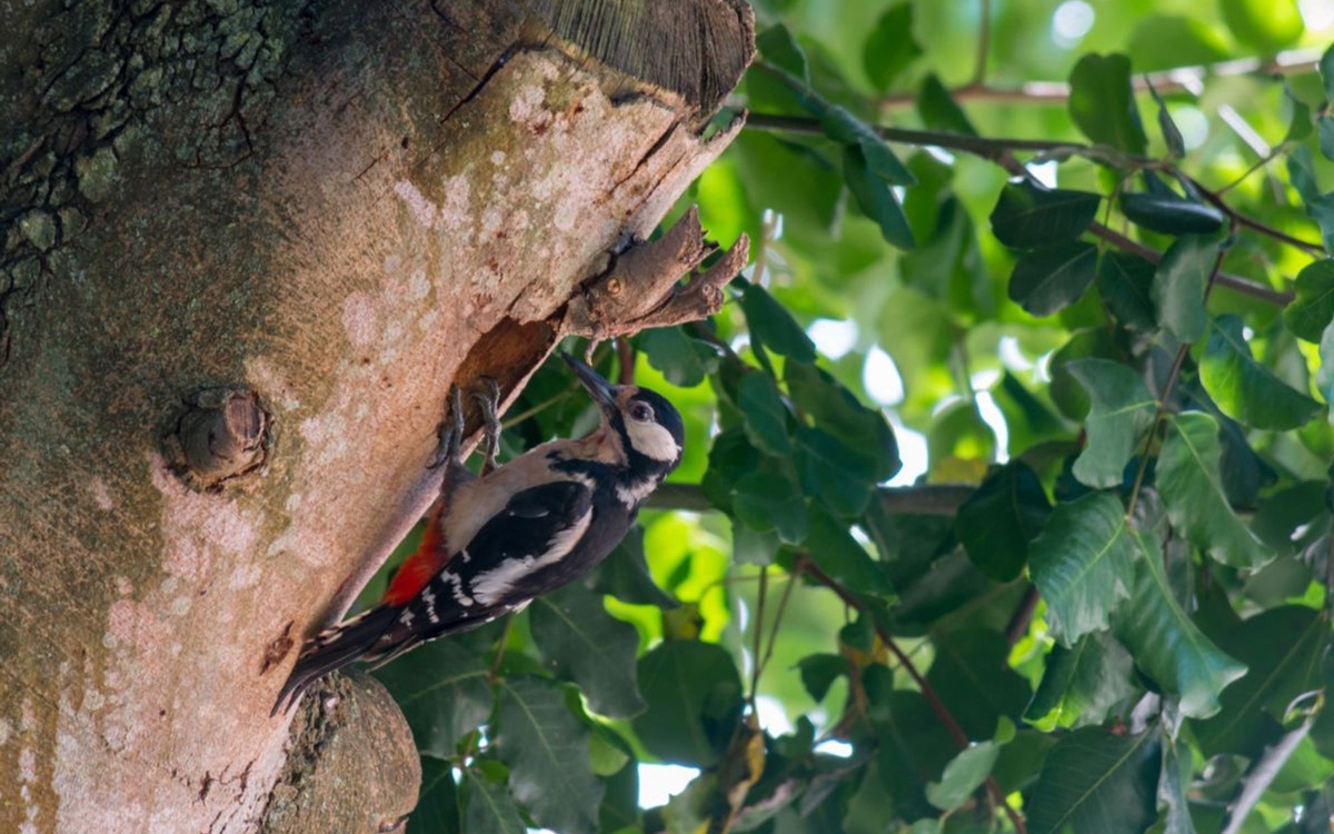 La forêt s'éveille sur les coteaux Meudon !
